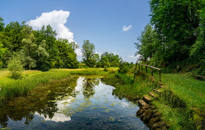 Picture of the stream in an open field with trees surrounding it